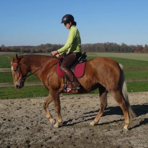 Day1 AlignmentHORSE Clinic Tue 21 April with Liz VanRoss